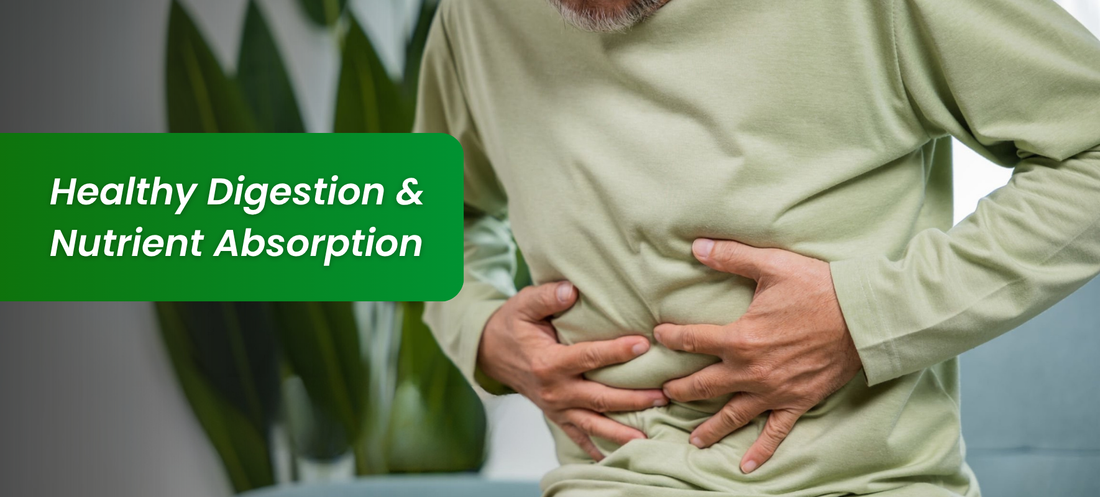 Digestive Supplements